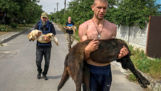 Χερσώνα: Τα ζώα ζουν τη δική τους τραγωδία μετά την κατάρρευση του φράγματος