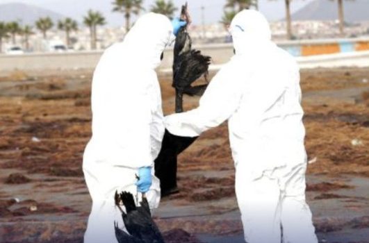 Χιλή: Μυστηριώδης θάνατος χιλιάδων πτηνών στις βόρειες ακτές της χώρας