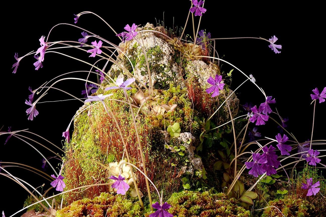 μωβ λουλούδια φυτρώνουν από βράχο