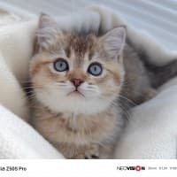 δείγματα κάμερας nubia Z50S Pro