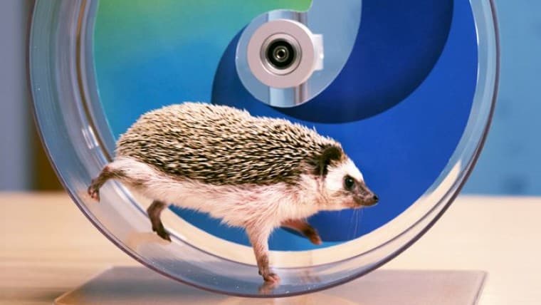 Microsoft edgehog