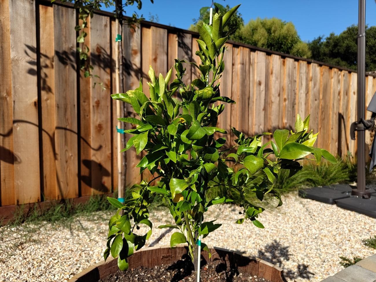 Nothing Phone 2 Standard