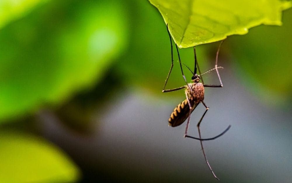 A brown mosquito caught behind a green leaf.