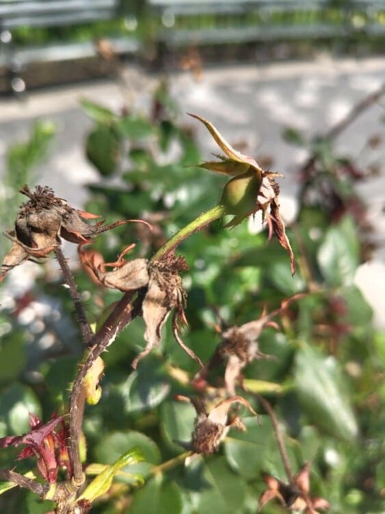 Από κοντά ένα φυτό