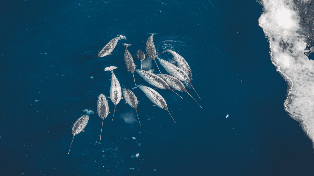 Narwhal waiting for a crack in the ice to appear, to access their summering grounds, Nunavut, Canada.