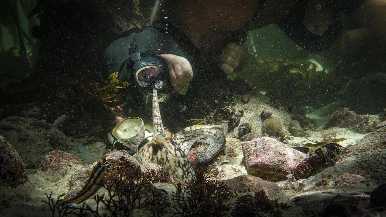 A man in scuba gear holds his face close to an octopus at the bottom of the sea.