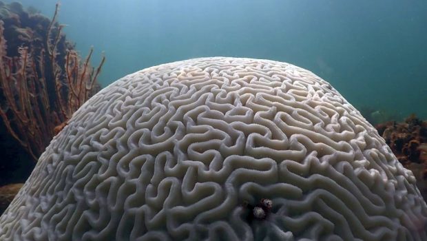 Βράζουν οι ωκεανοί – Η θάλασσα στη Φλόριντα έγινε τζακούζι στους 38 βαθμούς