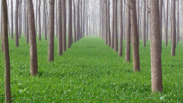 Γενετικά τροποποιημένα δέντρα υπόσχονται πιο βιώσιμο χαρτί