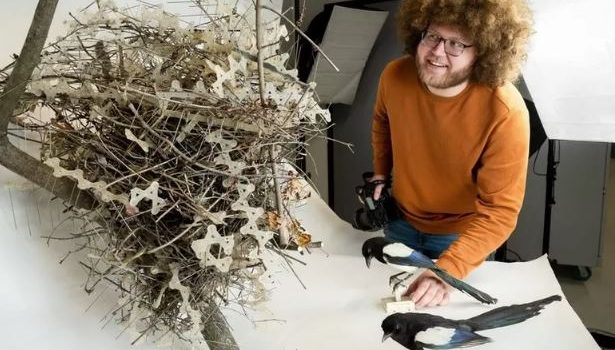 Η εκδίκηση των πτηνών: Φωλιές φτιαγμένες από ακίδες απώθησης πτηνών