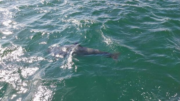 Μαυροδέλφινα: Τουλάχιστον 55 εξόκειλαν σε νησί της Σκωτίας - Μόνο 10 επιβίωσαν