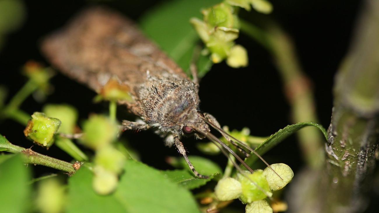 According to multiple entomologists, the army cutwood deserves our sympathy. 