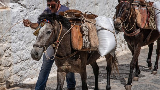 Νεκρό άλογο στην Κέρκυρα: Απαγορεύτηκε μετά το περιστατικό η εργασία ιπποειδών στον ήλιο