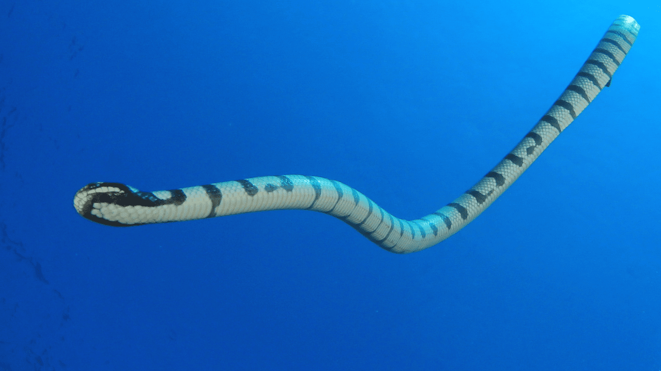 A banded sea snake swimming freely
