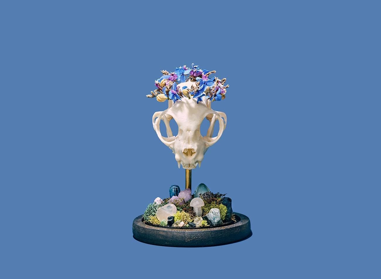 κρανίο γάτας τοποθετημένο στην πλατφόρμα και διακοσμημένο με λουλούδια