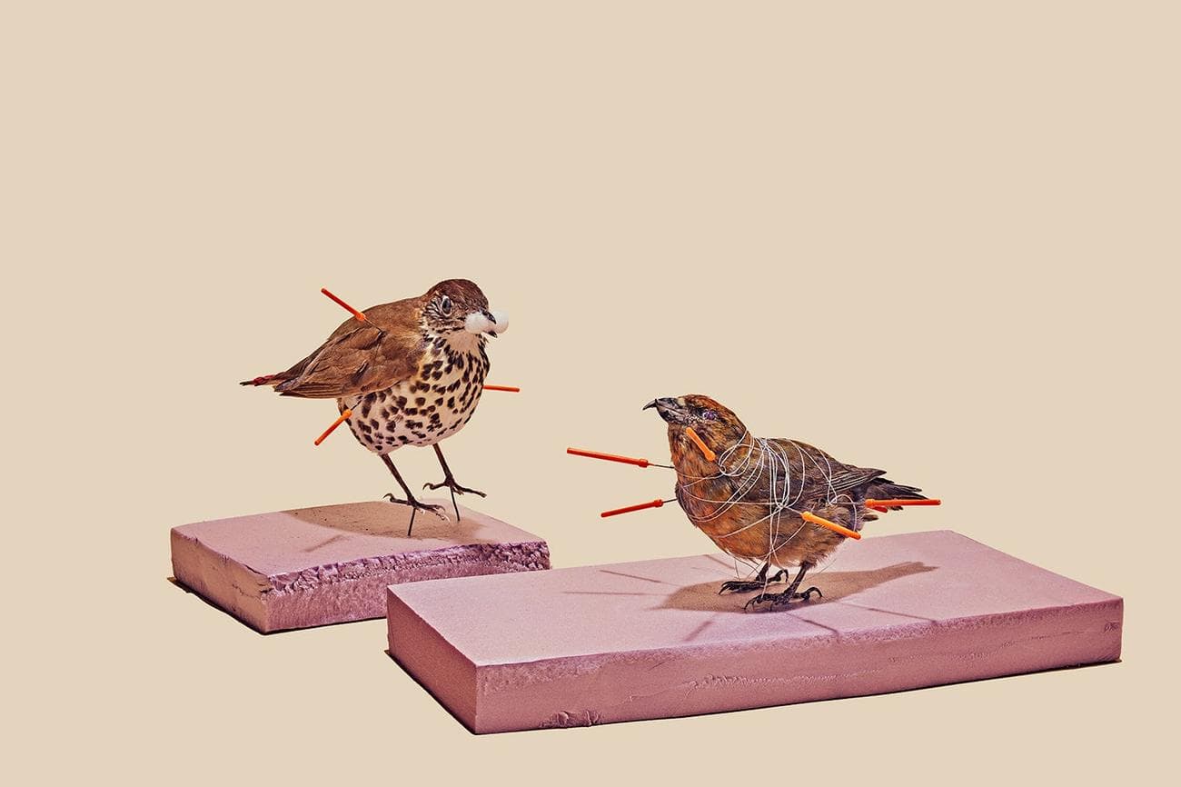 δύο ταριχευμένα ωδικά πτηνά με καρφίτσες που κρατούν το δέρμα στη θέση του