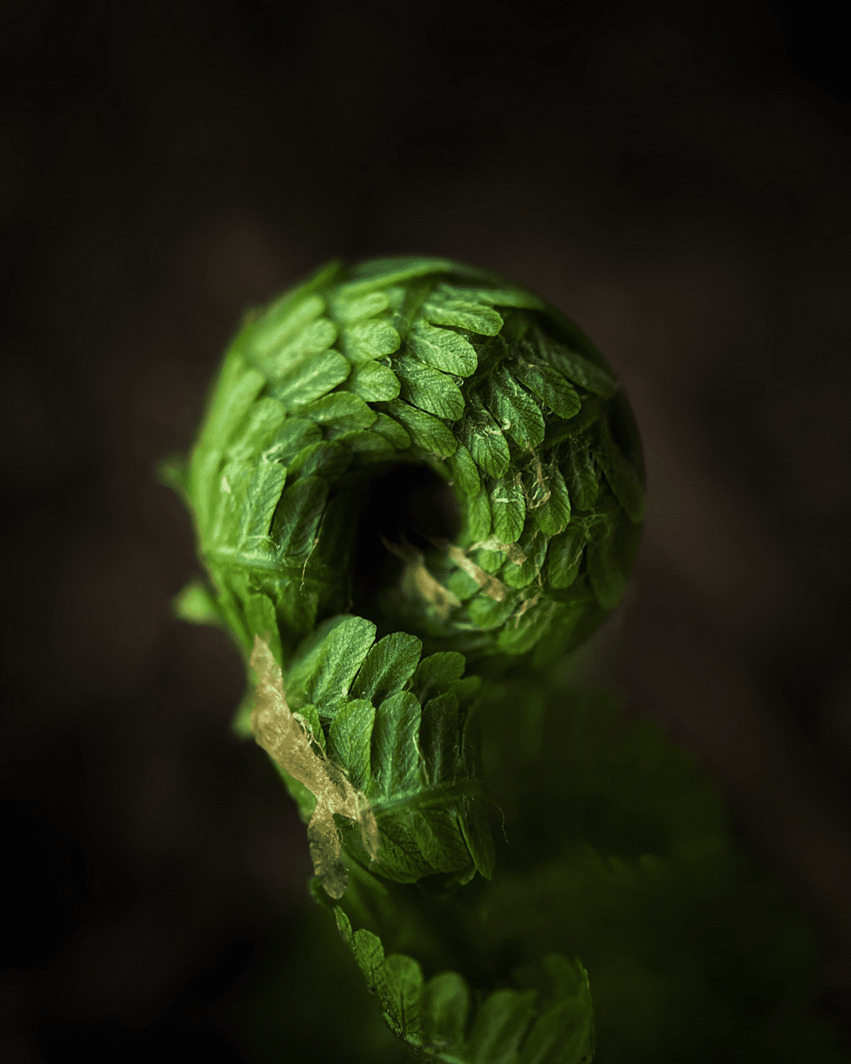 Δείτε μερικούς από τους νικητές των τελευταίων βραβείων φωτογραφίας iPhone