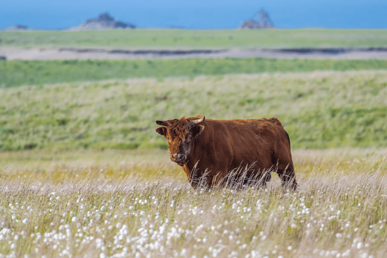 , Feral cows took over a remote Alaskan island, TechWar.gr