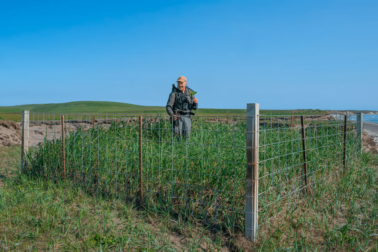 , Feral cows took over a remote Alaskan island, TechWar.gr