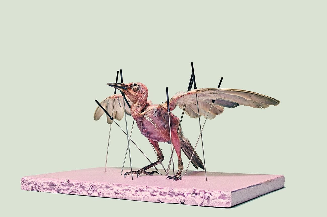 ψαρόνι χωρίς πούπουλα που κρατιέται στη θέση του από τις καρφίτσες του ταξιδερμιστή