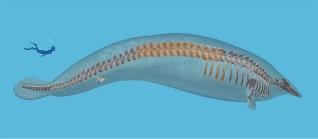 Μια τρισδιάστατη απεικόνιση του P. colossus, με τονισμένα οστά που δείχνουν τι ανασκάφηκε στο Περού.