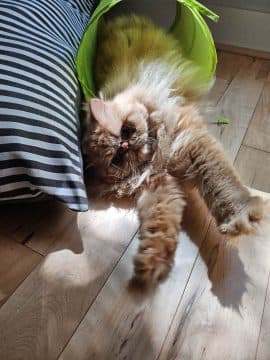 , I Wanted to Like the Big Cover Screen, TechWar.gr