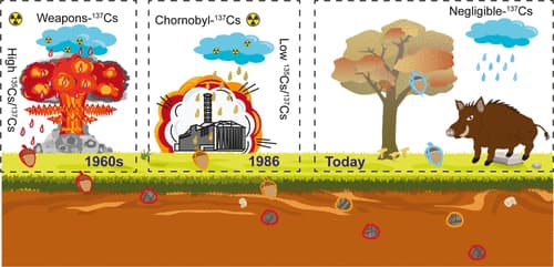 , Ραδιενεργά αγριογούρουνα τριγυρνούν στα δάση της Γερμανίας, TechWar.gr