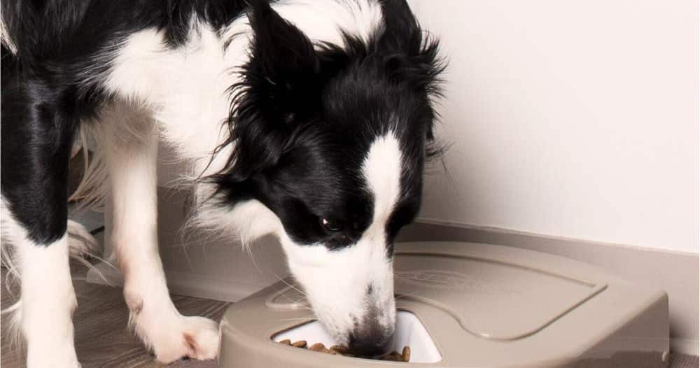 The best automatic pet feeders in 2023