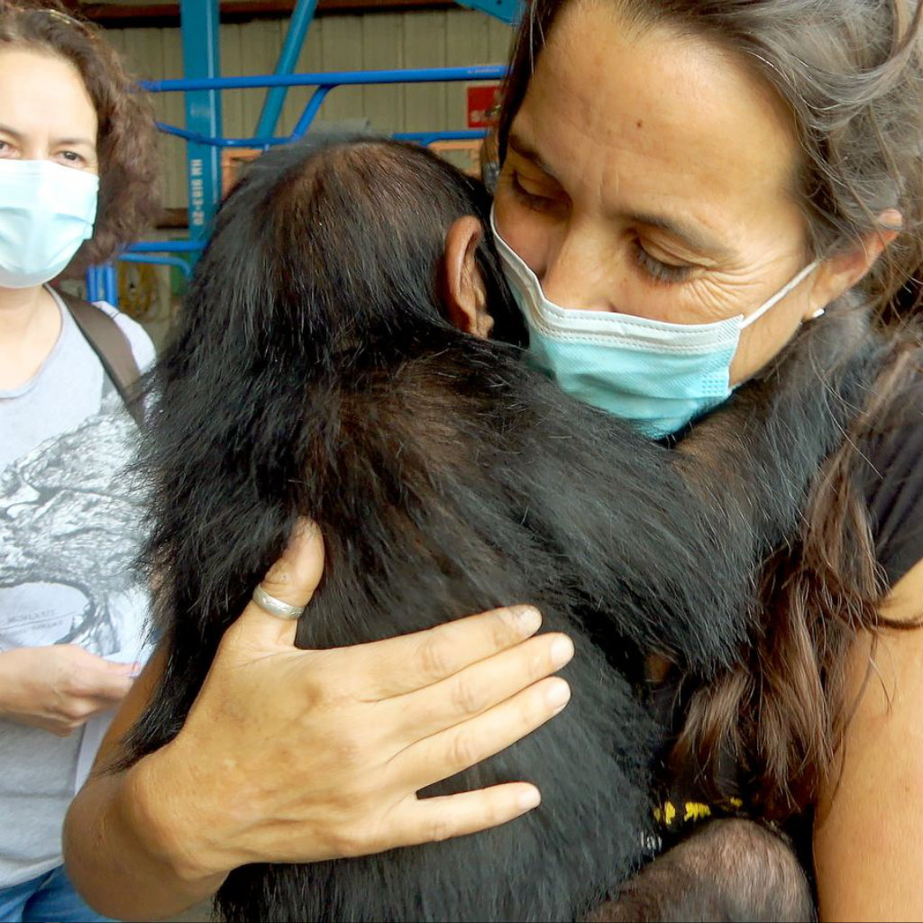 Viasat Nature: Το πιο φιλόδοξο σχέδιο στον κόσμο: Οι Χιμπατζήδες του Κονγκό που διέσωσε η Τζέιν Γκούντολ - Digitaltvinfo.gr