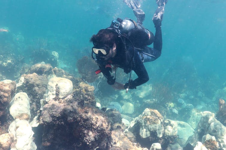 , Scientists are on the rescue for Florida’s reefs, TechWar.gr