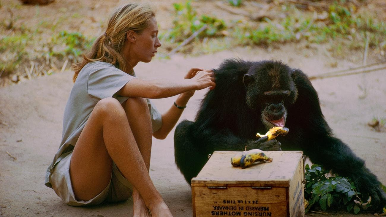 Dr. Jane Goodall with the chimpanzee she named David Greybeard