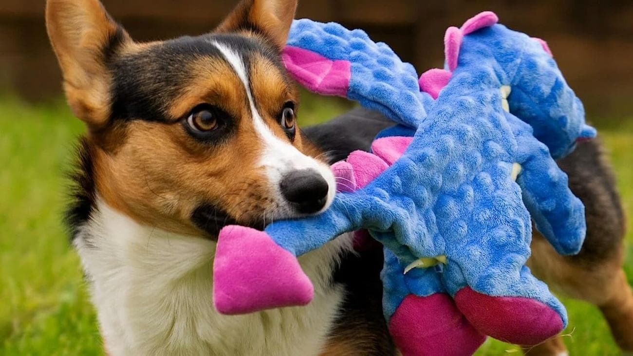 , Επιλογές για την Εθνική Ημέρα Σκύλων: 11 από τα αγαπημένα μας προϊόντα για τα πουγκάκια μας, TechWar.gr