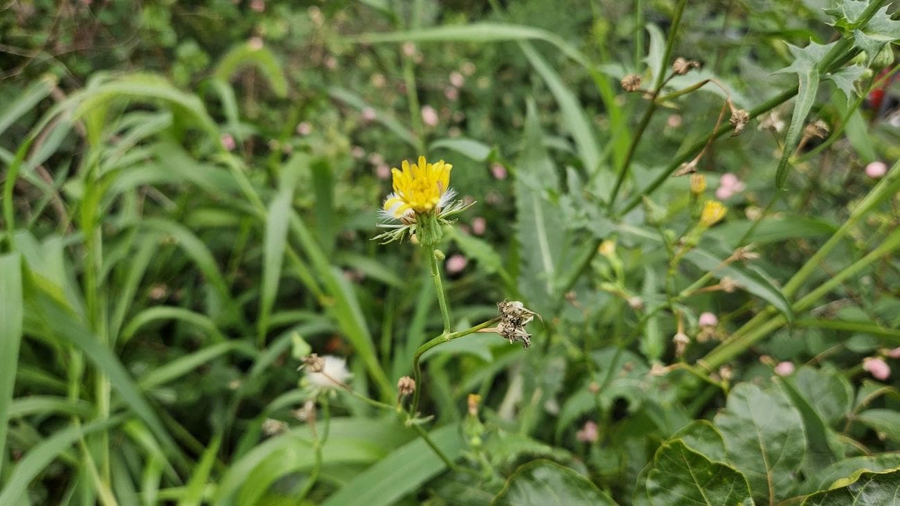 Μικρό κίτρινο λουλούδι φωτογραφημένο από το Z Fold 5
