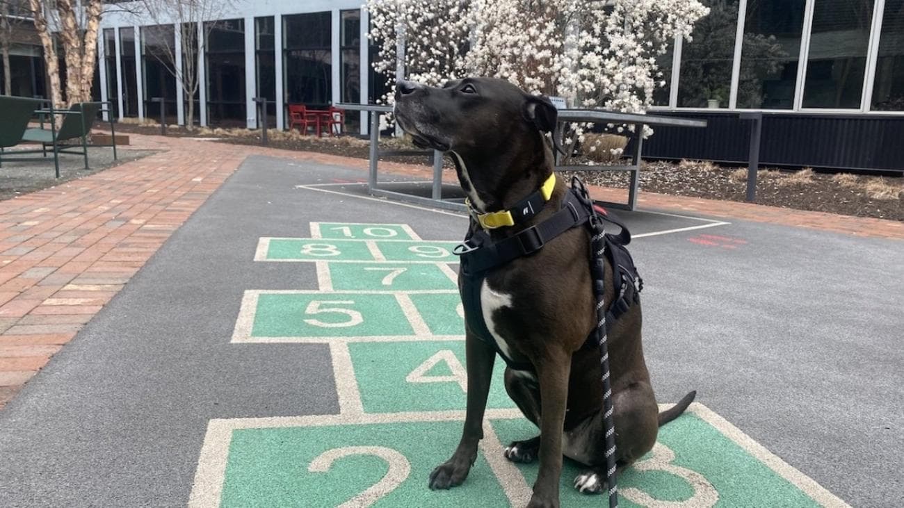 , Επιλογές για την Εθνική Ημέρα Σκύλων: 11 από τα αγαπημένα μας προϊόντα για τα πουγκάκια μας, TechWar.gr