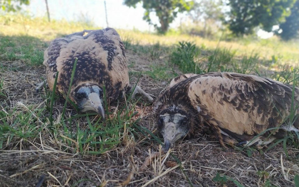 , WWF Hellas: Καταστροφική πυρκαγιά στη Δαδιά, TechWar.gr