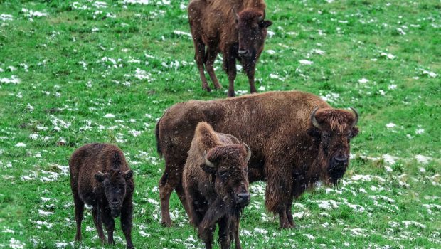Κλιματική αλλαγή: Γιατί η Ρωσία εισάγει βίσωνες στη θέση των μαμούθ της Σιβηρίας