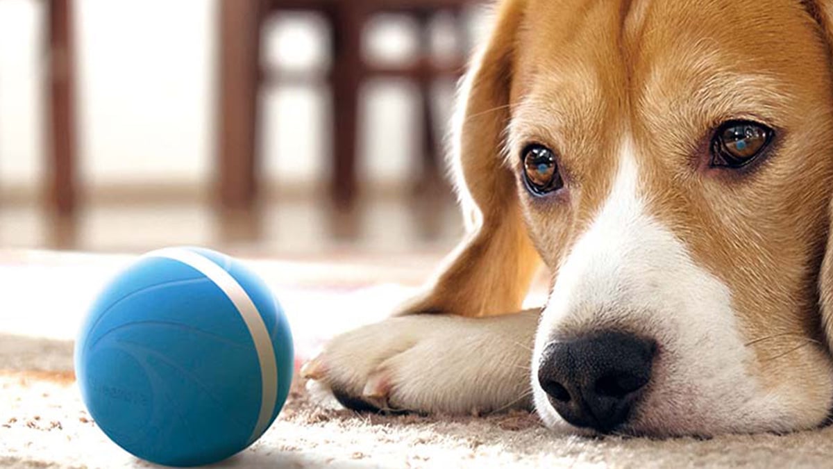 Προσφορά Wicked Ball: αποκτήστε ένα διαδραστικό παιχνίδι για τον σκύλο ή τη γάτα σας με 35 $
