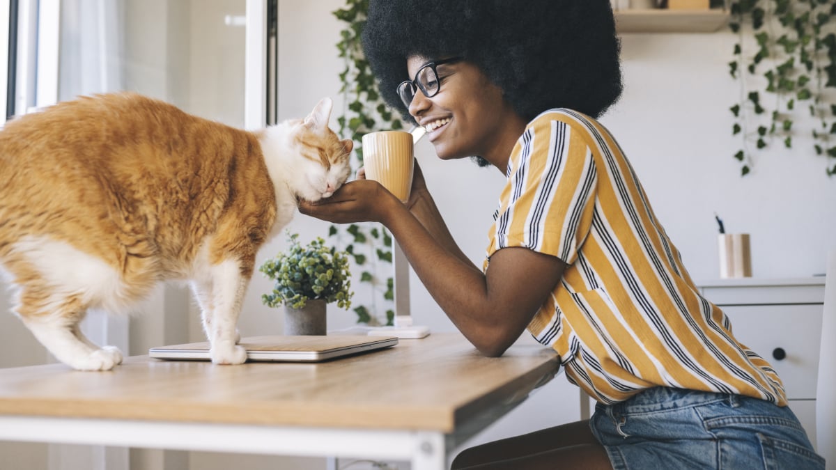 Προσφορές για κατοικίδια: Εξοικονομήστε έως και 30% στα Petco, PetSmart, Happy & Polly και πολλά άλλα για τη Διεθνή Ημέρα Γάτας
