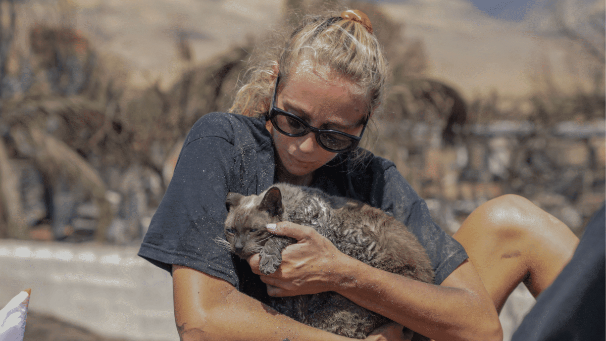 Πώς να βοηθήσετε τα θύματα των πυρκαγιών Μάουι: πού να κάνετε δωρεά
