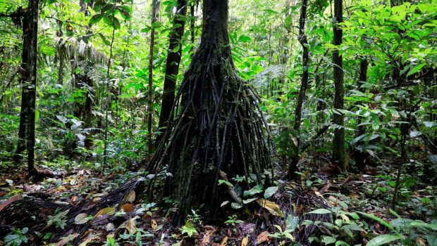 Τροπικά δάση: Απειλείται η φωτοσύνθεση και η επιβίωσή τους λόγω ζέστης