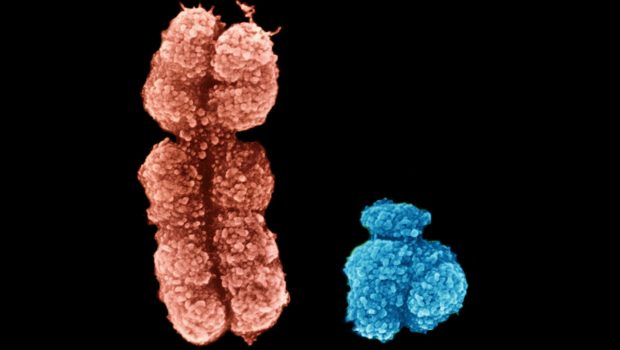 Χρωμόσωμα Υ: Πρώτη πλήρης αλληλουχία έπειτα από 20 χρόνια προσπαθειών