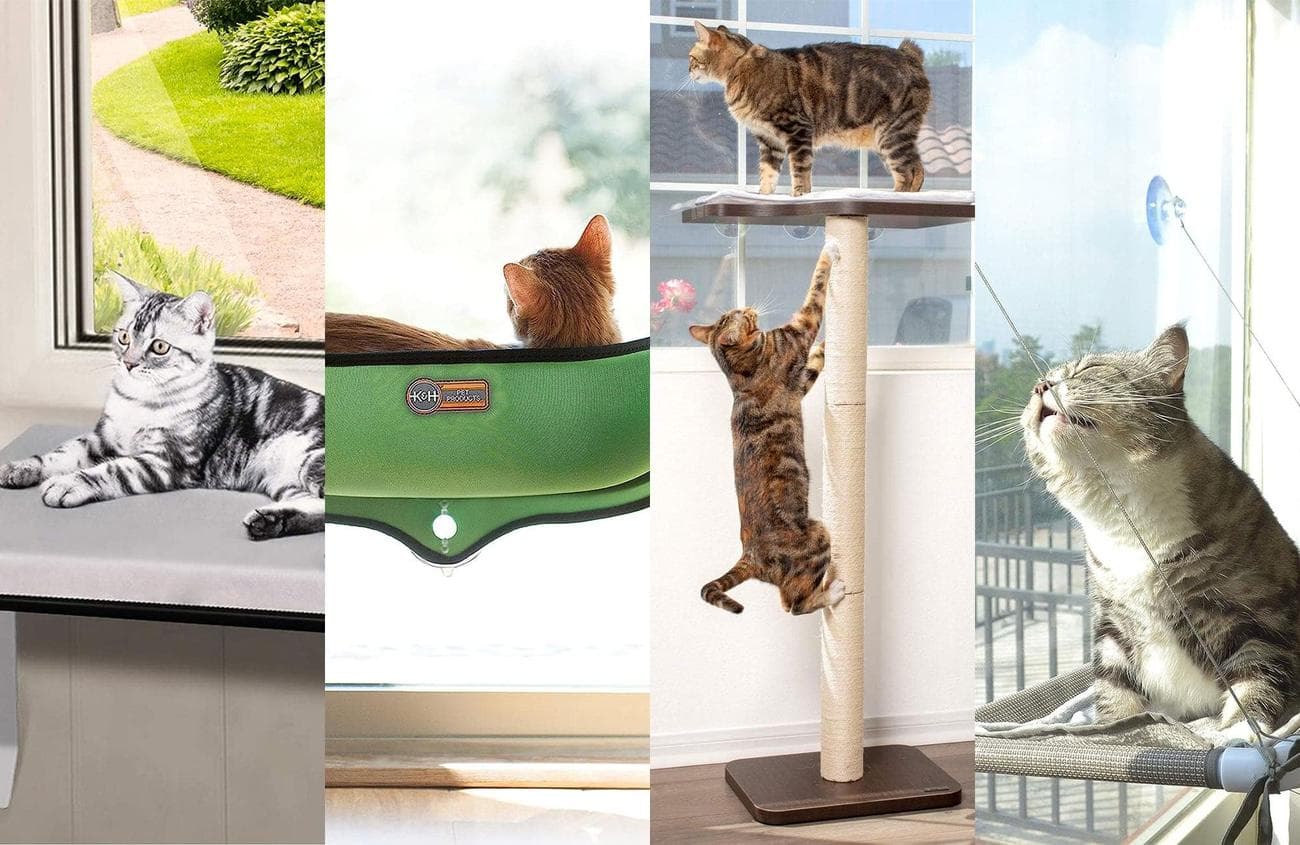 A lineup of the best window perches