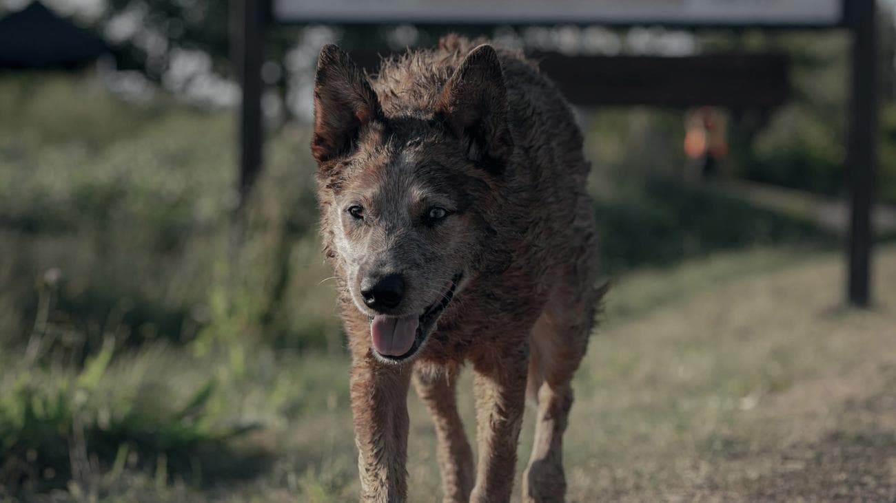 Ένα άρρωστο σκυλί που περπατά σε έναν δρόμο.
