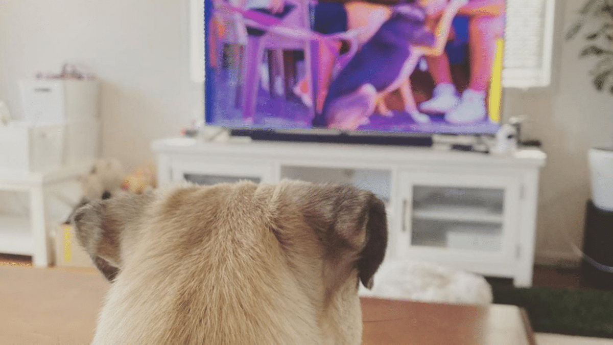 Καλύτερη προσφορά τηλεόρασης για σκύλους: έκπτωση 82% στο DOGTV
