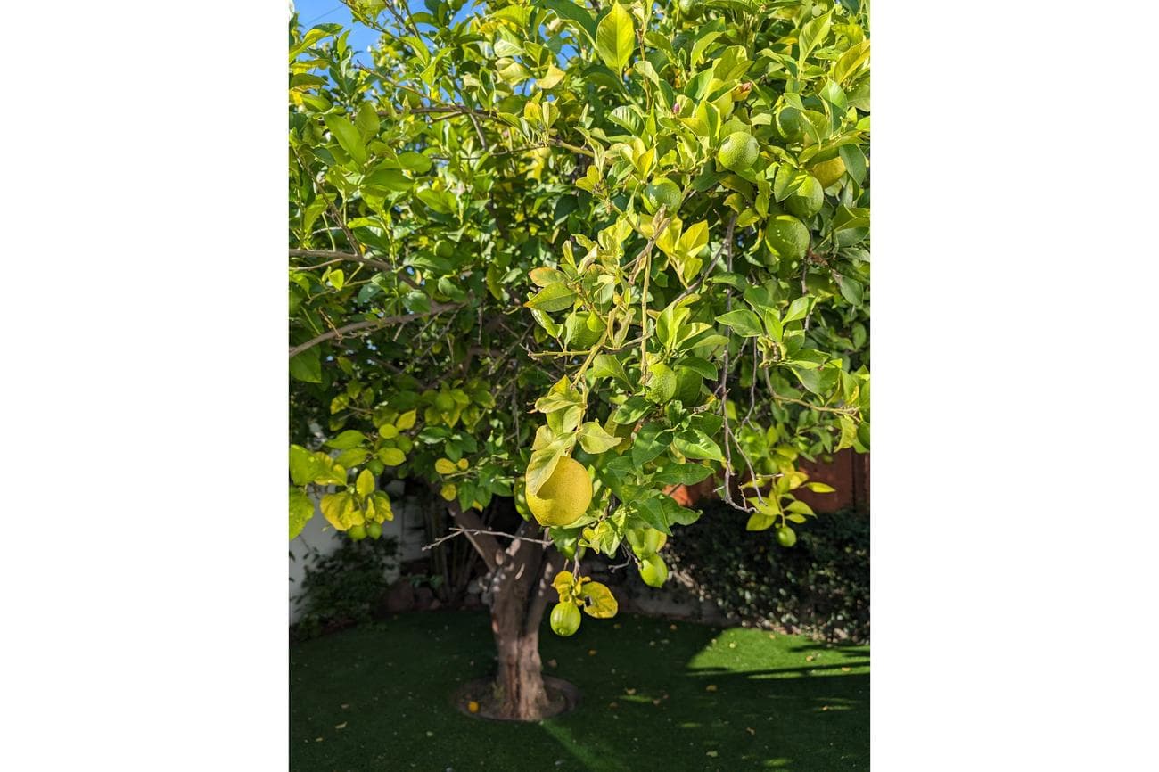 , Κάποιος έχει δημοσιεύσει ένα σωρό φωτογραφίες τραβηγμένες από τα Pixel 8 και Pro, TechWar.gr