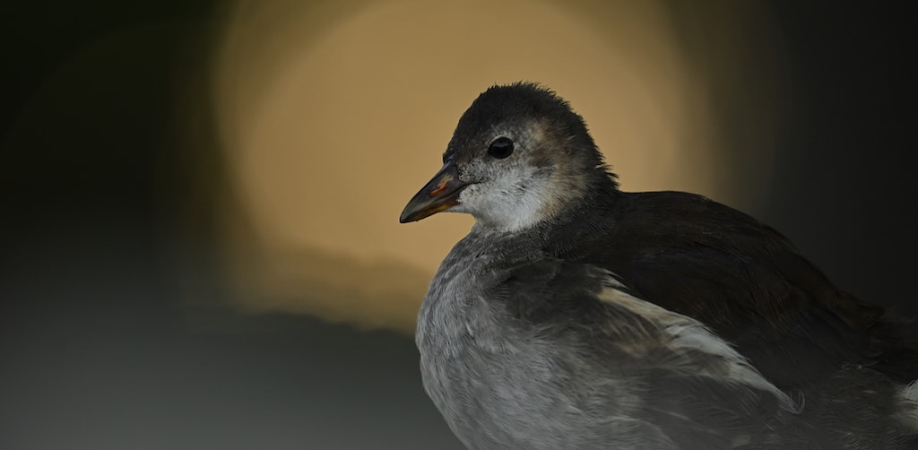 Η Nikon ανακοινώνει την έκδοση firmware, 4.10 για τη full-frame φωτογραφική μηχανή mirrorless Z 9