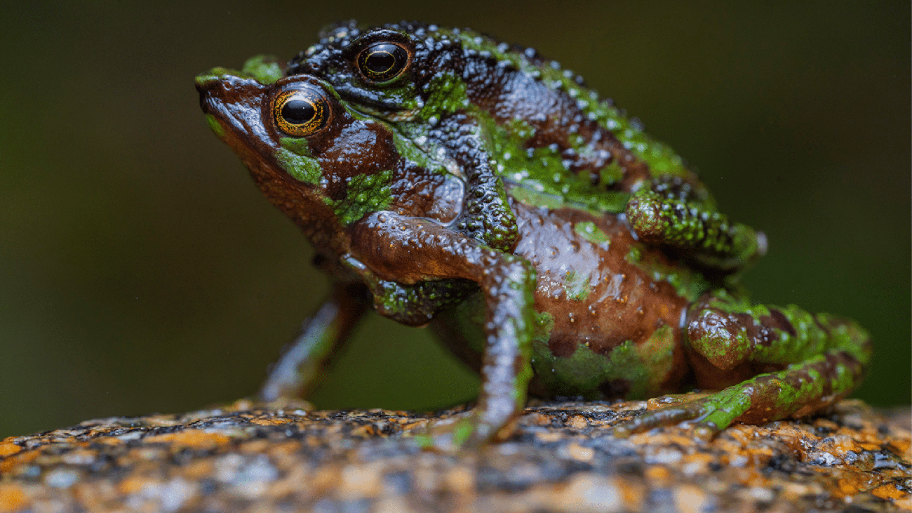 The Morona-Santiago stubfoot toad (Atelopus halihelos) in Ecuador is listed as critically endangered.