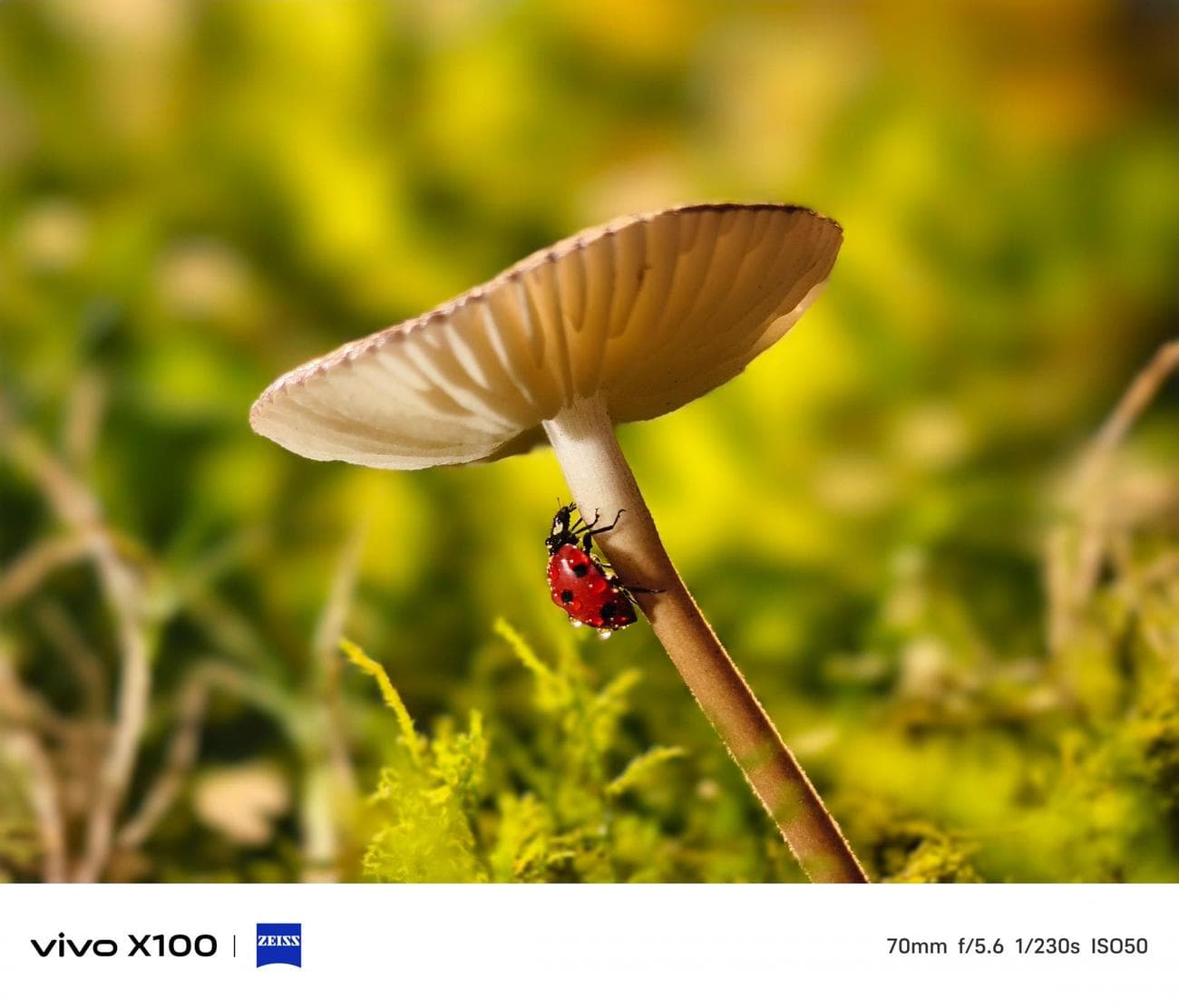 Vivo X100: εμφανίστηκε η πρώτη live φωτογραφία του!, Vivo X100: εμφανίστηκε η πρώτη live φωτογραφία του!, TechWar.gr