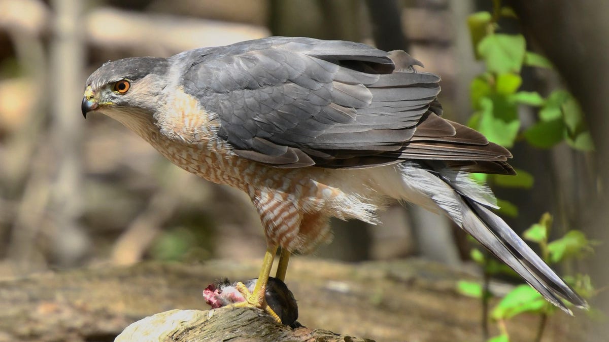 Αυτά τα αμερικανικά πουλιά αποκτούν νέα ονόματα
