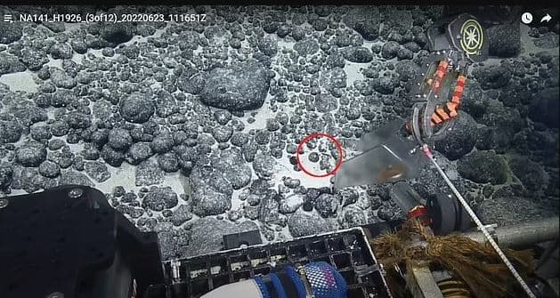 Ανακαλύφθηκε στον πυθμένα του ωκεανού το πρώτο καλοδιατηρημένο δόντι καρχαρία μεγαλόδοντα / FOXreport.gr, Ανακαλύφθηκε στον πυθμένα του ωκεανού το πρώτο καλοδιατηρημένο δόντι καρχαρία μεγαλόδοντα, TechWar.gr