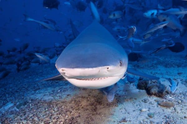 Ο κανιβαλισμός στο ζωικό βασίλειο: Η λίστα με 12 ζώα «κανίβαλους», Ο κανιβαλισμός στο ζωικό βασίλειο: Η λίστα με 12 ζώα «κανίβαλους», TechWar.gr